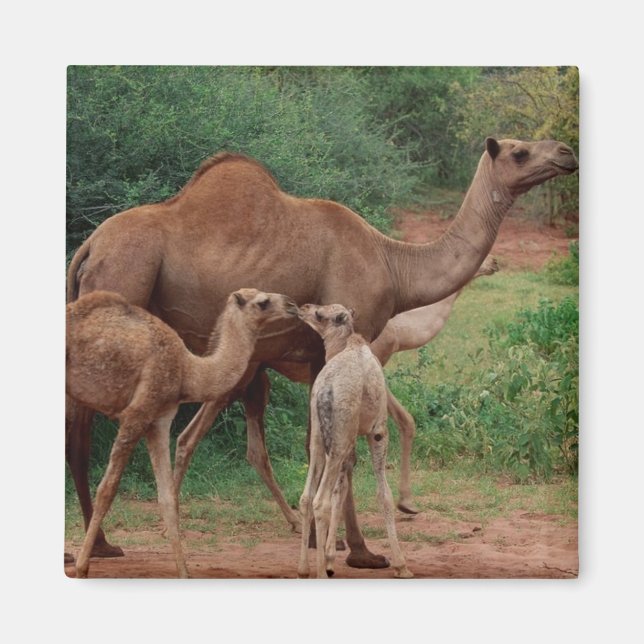 Aimant Famille Camel (Devant)