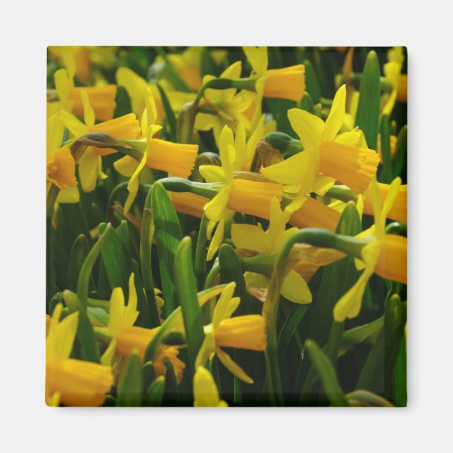 Aimant Famille Daffodil (Devant)