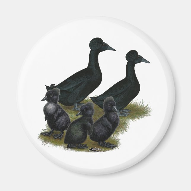 Aimant Famille de canard à crête noire (Devant)