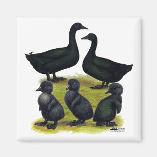 Aimant Famille de canards Cayuga