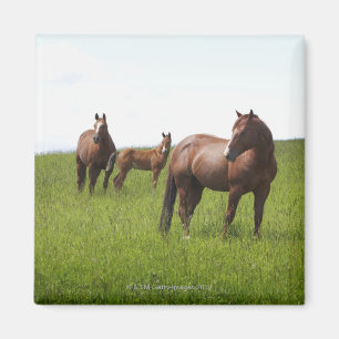 Aimant Famille de cheval dans le domaine