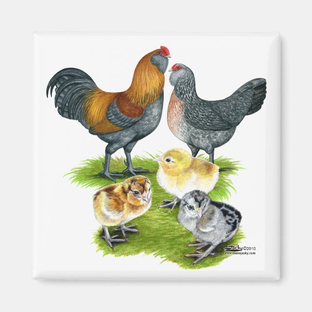 Aimant Famille de poulets Ameraucana (Devant)