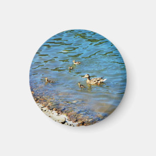 Aimant Famille des Canards