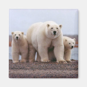 Aimant Famille d'ours polaires