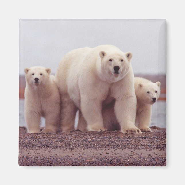 Aimant Famille d'ours polaires (Devant)