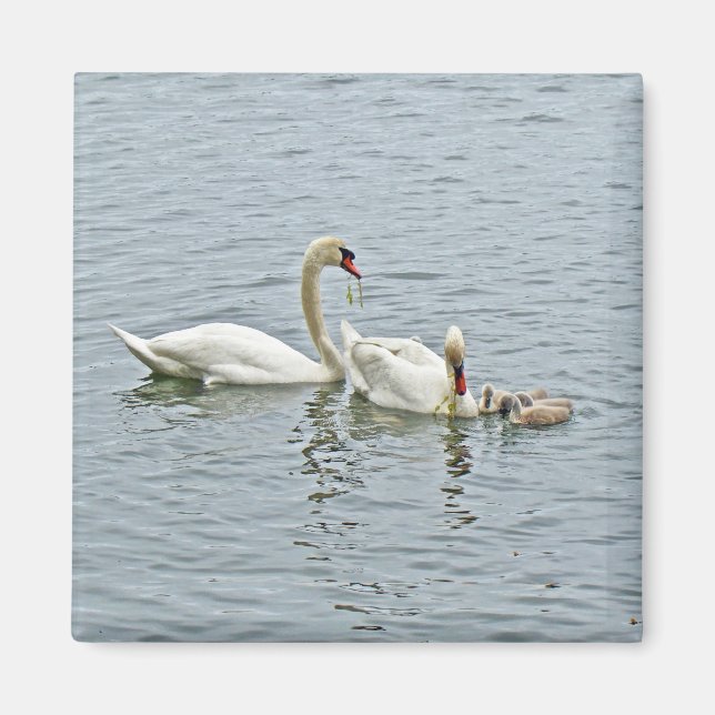 Aimant Famille Mute Swan (Devant)