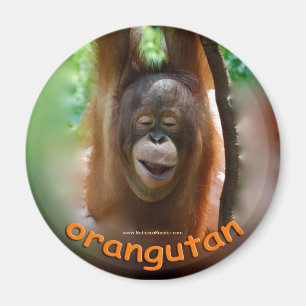 Aimant Fan de fonctionnaire d'orang-outan