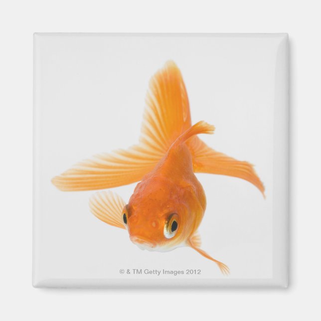 Aimant Fantail (Carassius auratus) (Devant)