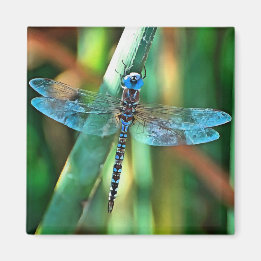 Aimant Fantasy Dragonfly