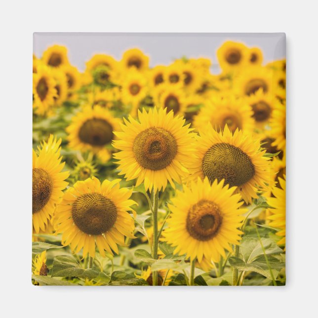 Aimant Farms | A Sunflower (Devant)