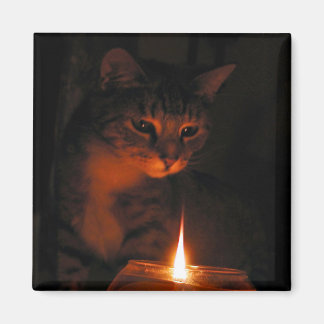 Aimant fasciné par la flamme
