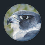 Aimant faucon pèlerin<br><div class="desc">Les faucons pèlerins sont des rapaces de taille de corbeau,  célèbres pour leur vitesse et leur beauté. L'artiste de la faune Kathie Miller a capturé ce magnifique oiseau de proie à l'aide de l'aérographe.</div>