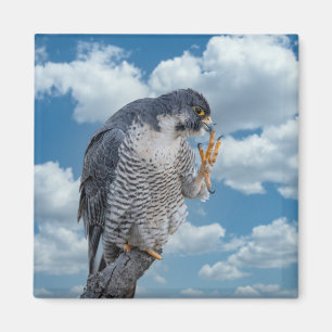 Aimant Faucon pèlerin le long de la rivière Hudson