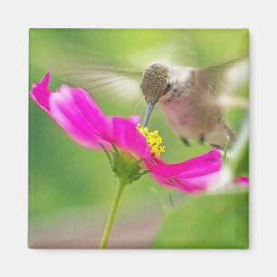 Aimant Faune animale d'oiseau de colibri florale