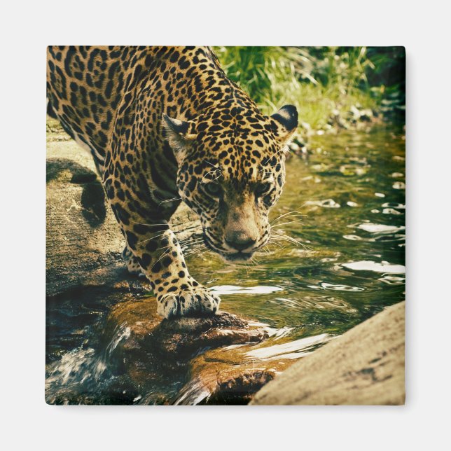 Aimant Faune Animaux sauvages Nature léopard (Devant)