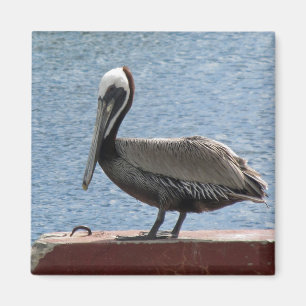 Aimant Faune Brown Pelican Water Photo
