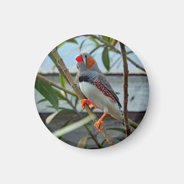 Aimant Faune Zebra Finch Photo (Devant)