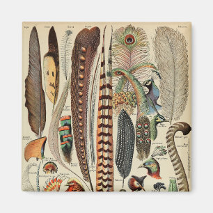 Aimant Feather Bird Wildlife Plumes d'antiquités