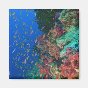 Aimant Fées basslets en banc (Pseudanthias