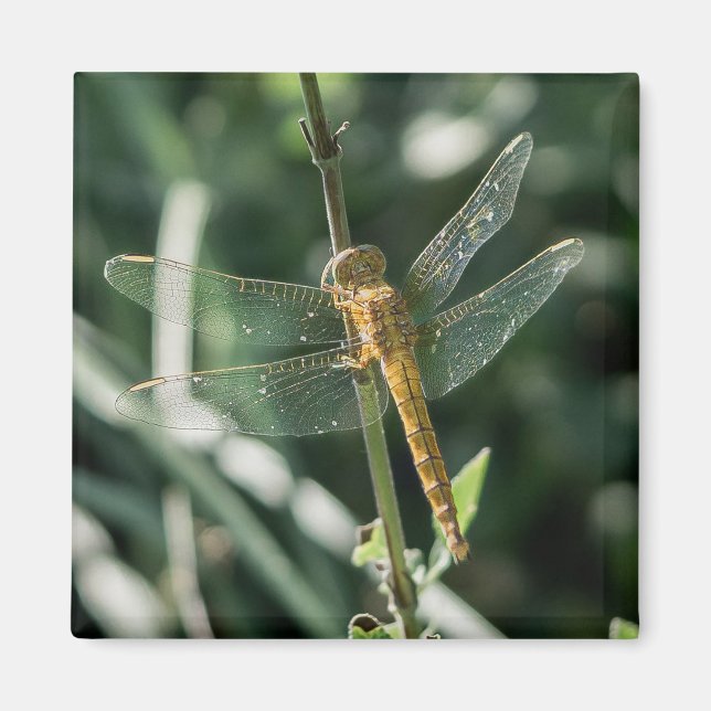 Aimant Female Keeled Skimmer Dragonfly (Devant)