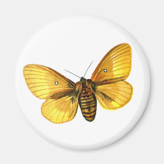 Aimant femelle de Bombyx quercus (Devant)