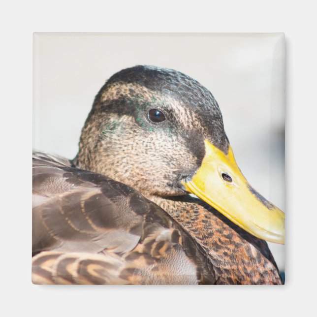 Aimant Femme Mallard (Devant)