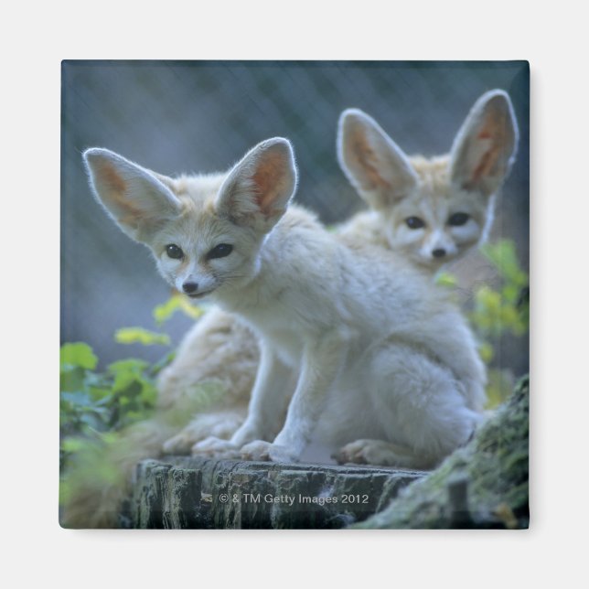 Aimant Fennek (Vulpes zerda) W �_stenfuchs, Fennec (Devant)
