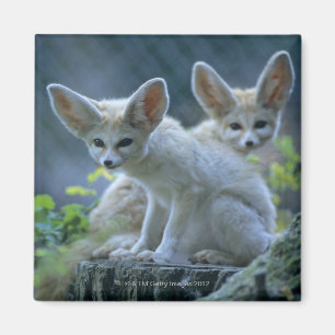 Aimant Fennek (zerda de Vulpes) W�_stenfuchs, Fennec