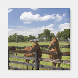 Aimant Ferme de chevaux pur-sang dans le comté de Marion,
