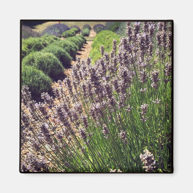 Aimant Ferme de Lavender (Devant)