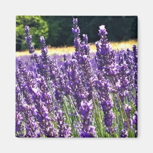 Aimant Ferme de Lavender