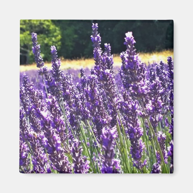 Aimant Ferme de Lavender (Devant)