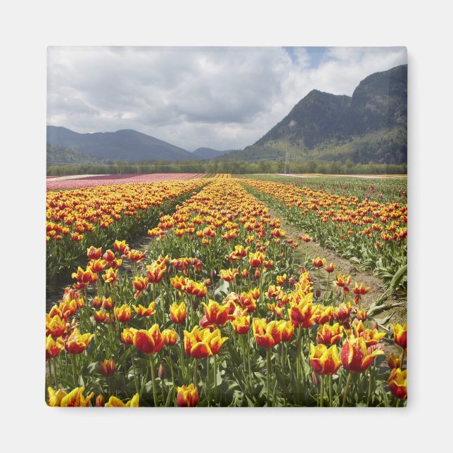 Aimant Ferme de tulipes près d'Agassiz, Colombie-Britanni (Devant)