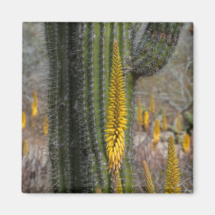 Aimant Fermer Les Cactus Et L'Agave