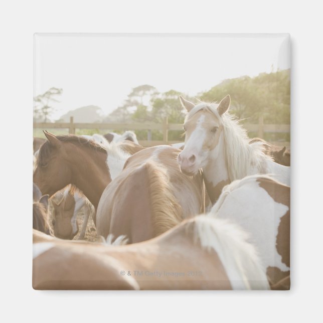 Aimant Fermer un troupeau de chevaux (Devant)