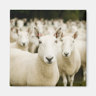 Aimant Fermes Troupeau de moutons