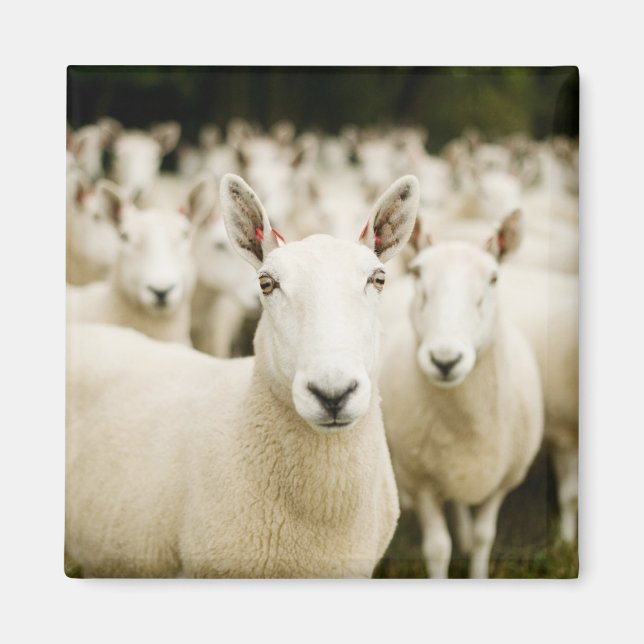 Aimant Fermes | Troupeau de moutons (Devant)