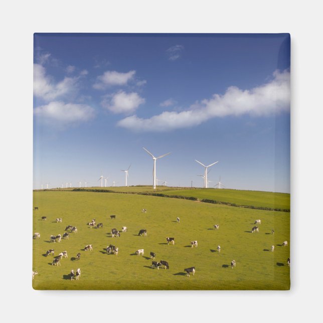 Aimant Fermes | Vaches près de la ferme de moulin à vent (Devant)
