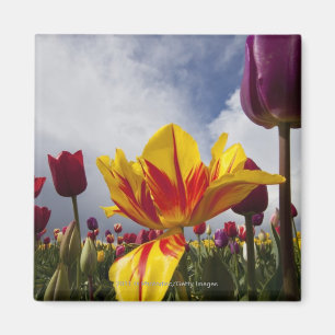 Aimant Fermez-vous des tulipes de floraison colorées en