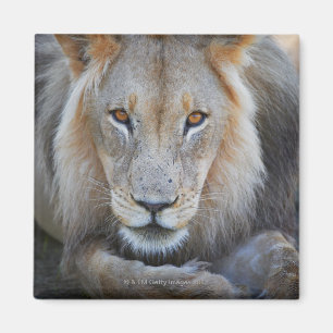 Aimant fermez-vous d'un lion masculin, Panthera Lion,