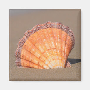 Aimant Feston Shell Crète, Grèce
