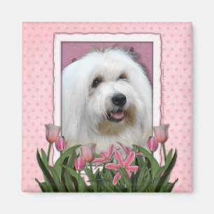 Aimant Fête des mères - Tulipes roses - Coton de Tulear