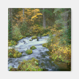 Aimant Feuillage d'automne et bordure de sapin de Douglas