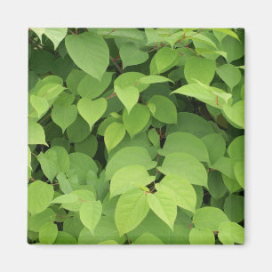 Aimant Feuille