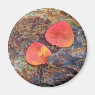 Aimant Feuille d'automne sur rocher, Californie