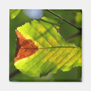 Aimant Feuille de chute verte