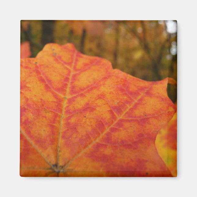 Aimant Feuille de érable abstrait orange et rouge Automne (Devant)