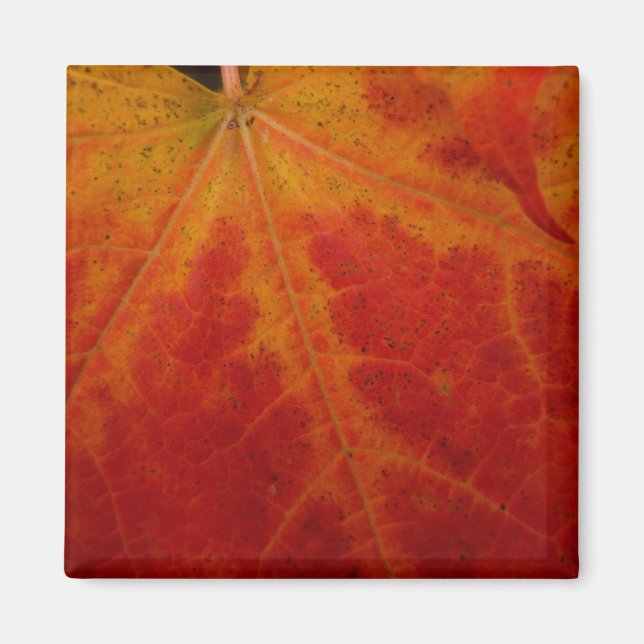 Aimant Feuille de Érable Rouge Photographie de Nature Abs (Devant)