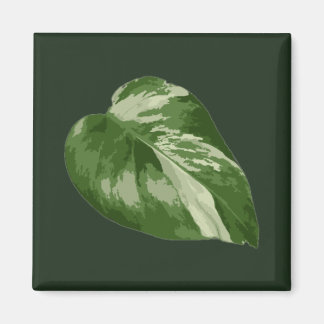 Aimant Feuille de Monstera Albo — Rare variegation