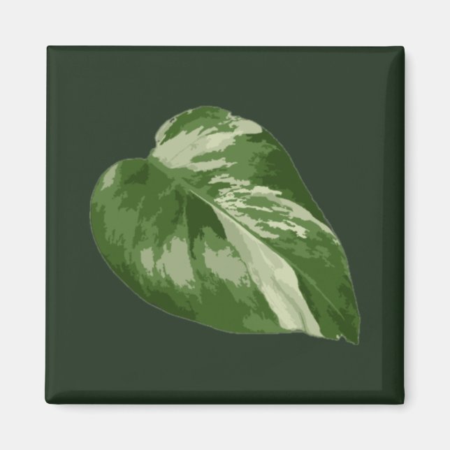 Aimant Feuille de Monstera Albo — Rare variegation  (Devant)